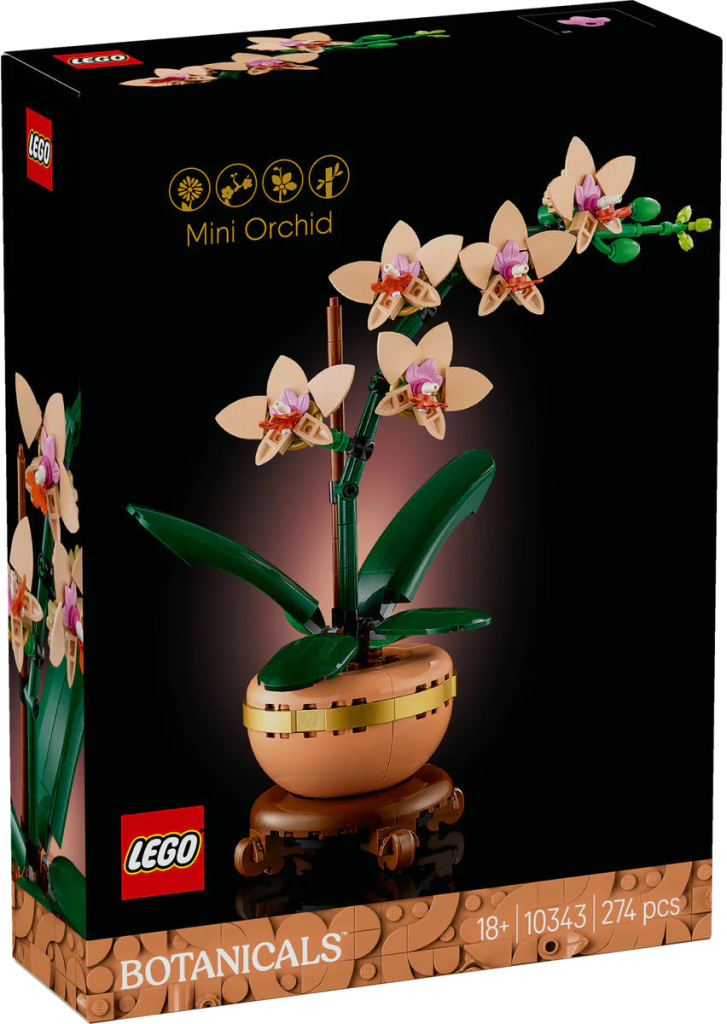 10343 — Mini orchidea